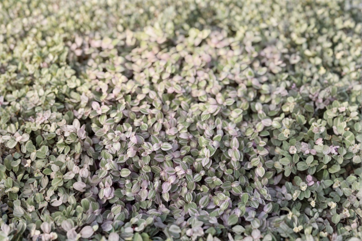 Callisia Repens Pink Lady Live Plant - Pink Lady Turtle Vine Starter (2" Pot)