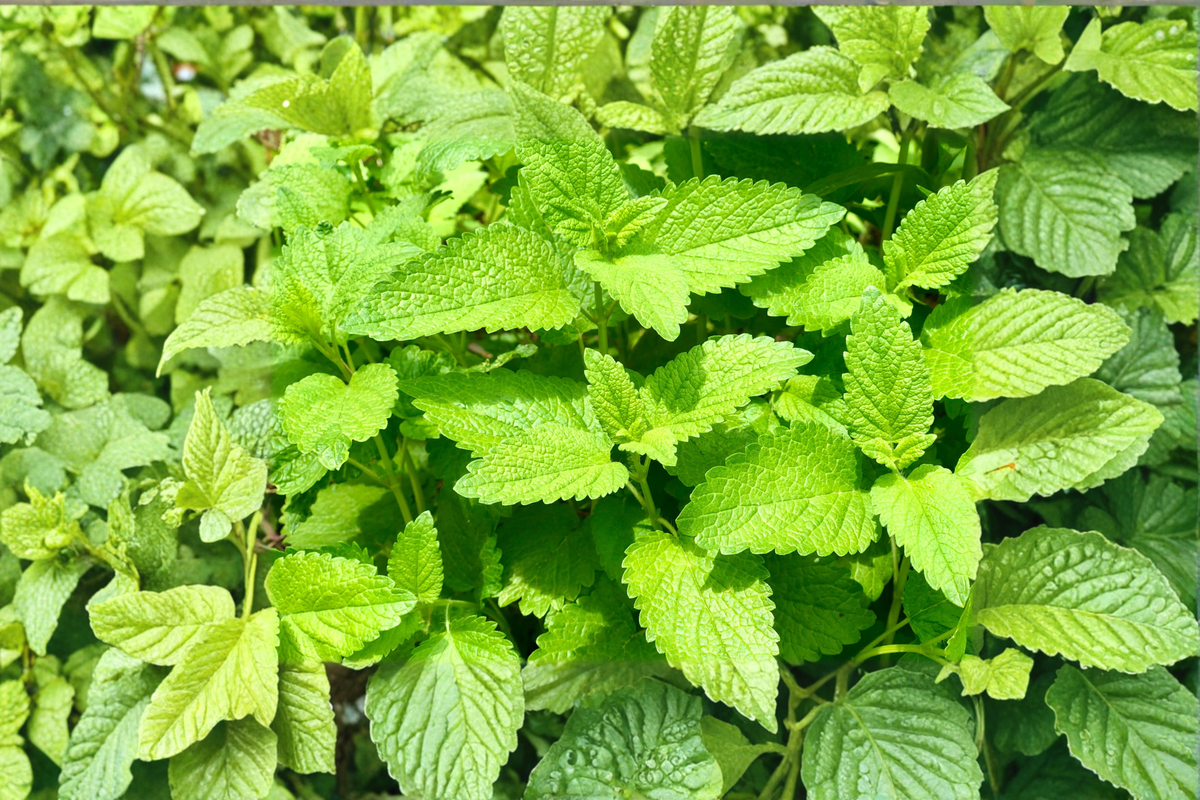 Lemon Balm Live Plant - Rooted Starter Melissa officinalis | Perennial Herb