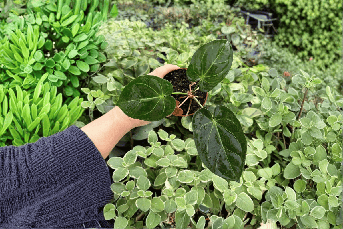 Anthurium Ace of Spades × Hoffmanii Live Plants - 2 in 4-Inch Pots