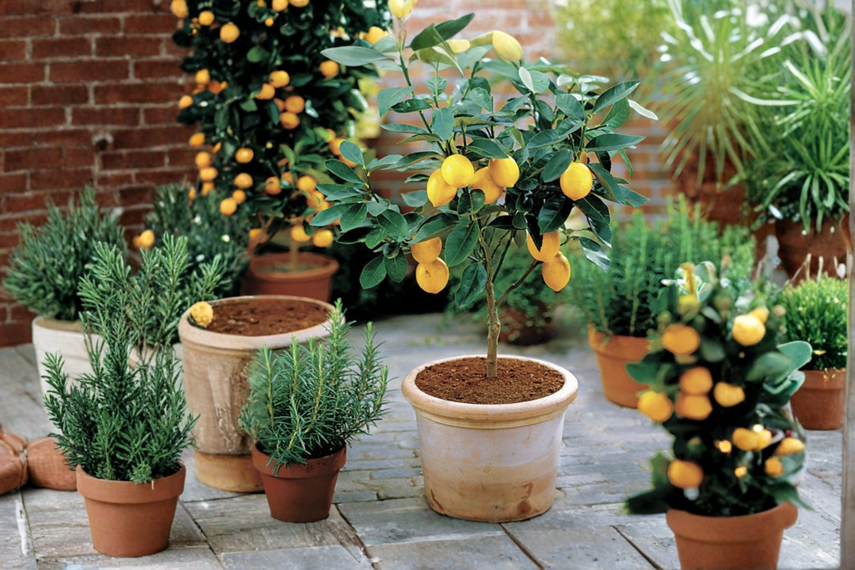 Improved Meyer Lemon Tree - Grafted Fruiting-Age Self-Pollinating Citrus Tree