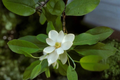 Sweetbay Magnolia Live Tree - Magnolia virginiana, 2 Gallon Pot