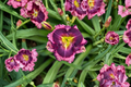 Storm Shelter Daylily 3 Bare Root Plants Hemerocallis Storm Shelter