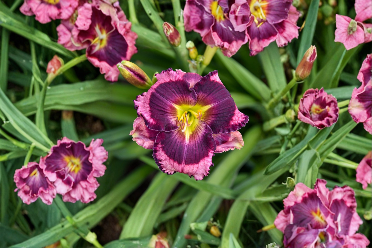 Storm Shelter Daylily 3 Bare Root Plants Hemerocallis Storm Shelter