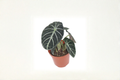 Alocasia Ninja Live Plant - 4 Inch Rooted Elephant Ear (Indoor Tropical Houseplant)