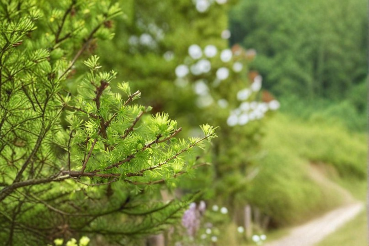 Schneverdingen Larch Larix kaempferi – 8" 1-Year Grafted Dwarf Deciduous Conifer