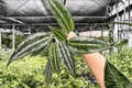 Schismatoglottis Silver Indukan - 2 Live Plants in 4-Inch Pots (Exact Plants)
