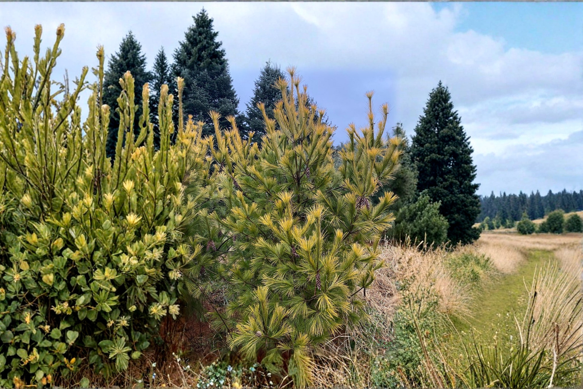 Golden Eastern White Pine ‘Louie’ 18-Inch Live Plant - Pinus strobus 1-Gallon Pot