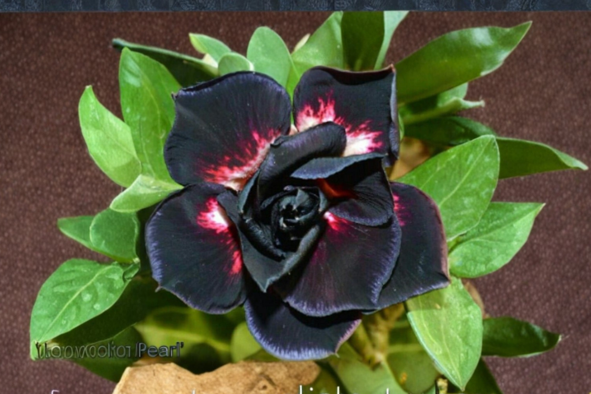 Desert Rose Seeds Adenium Obesum Mixed Color - 10 Seeds