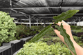 Alocasia Lauterbachiana Starter Plants | 2 Exact Plug Live Plants