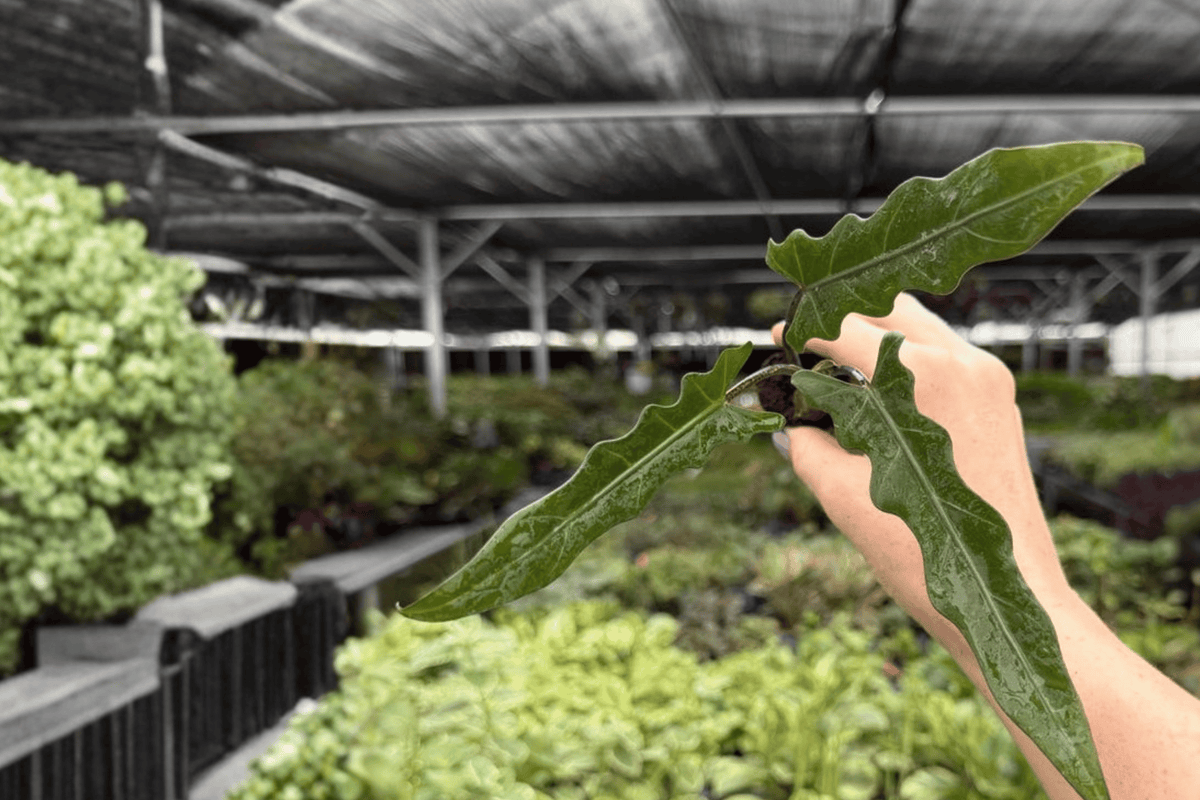 Alocasia Lauterbachiana Starter Plants | 2 Exact Plug Live Plants