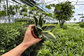 Sansevieria Marginata Jade - 2 Live Plants in 4-Inch Pots