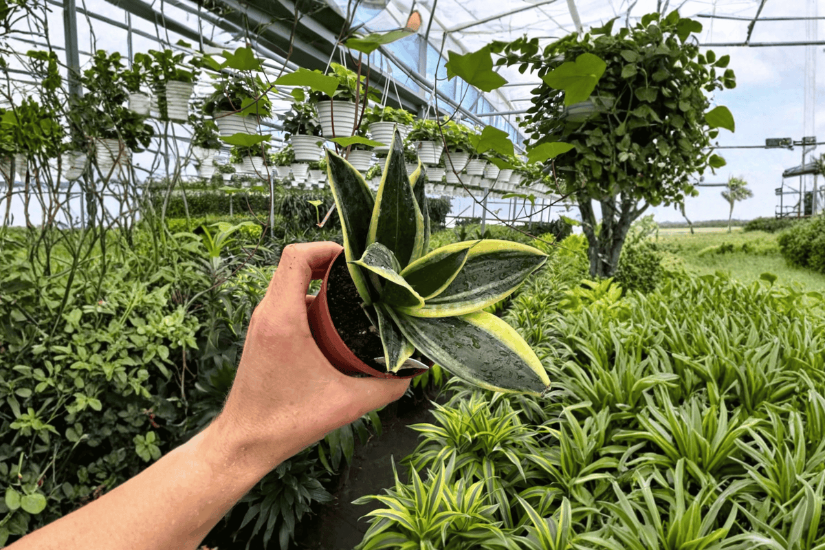 Sansevieria Marginata Jade - 2 Live Plants in 4-Inch Pots