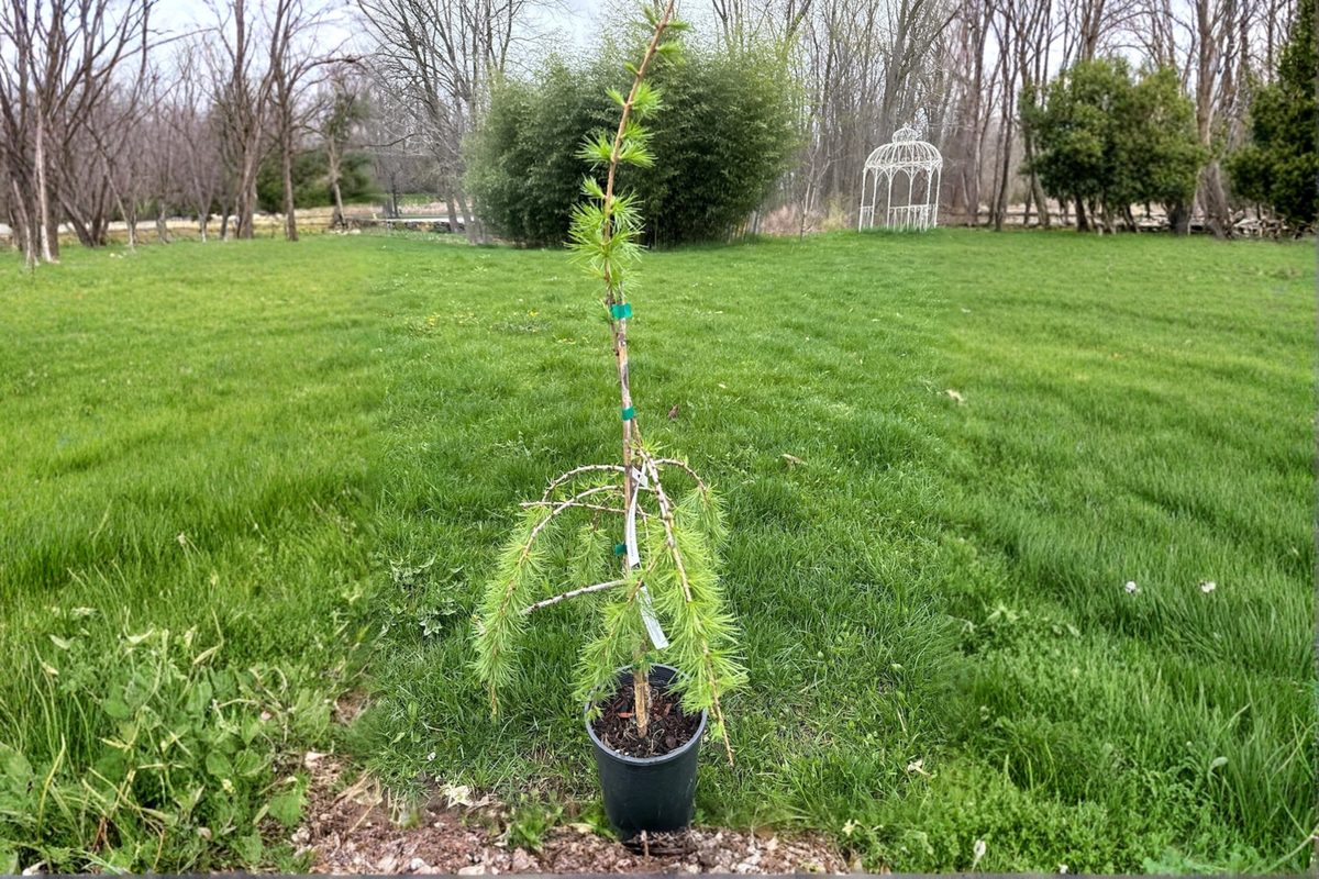 Varied Directions Larch (Larix × eurolepis) 12-Inch Live Plant | 1-Gallon Pot
