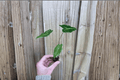 Alocasia Sarian Starter Plants (2) | Live Alocasia Sarian Cuttings in 2" Pots
