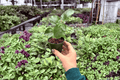 Hibiscus Jennie Lynn Starter Plants – 2” Pots (2 live plants) | Hibiscus ‘Jennie Lynn’