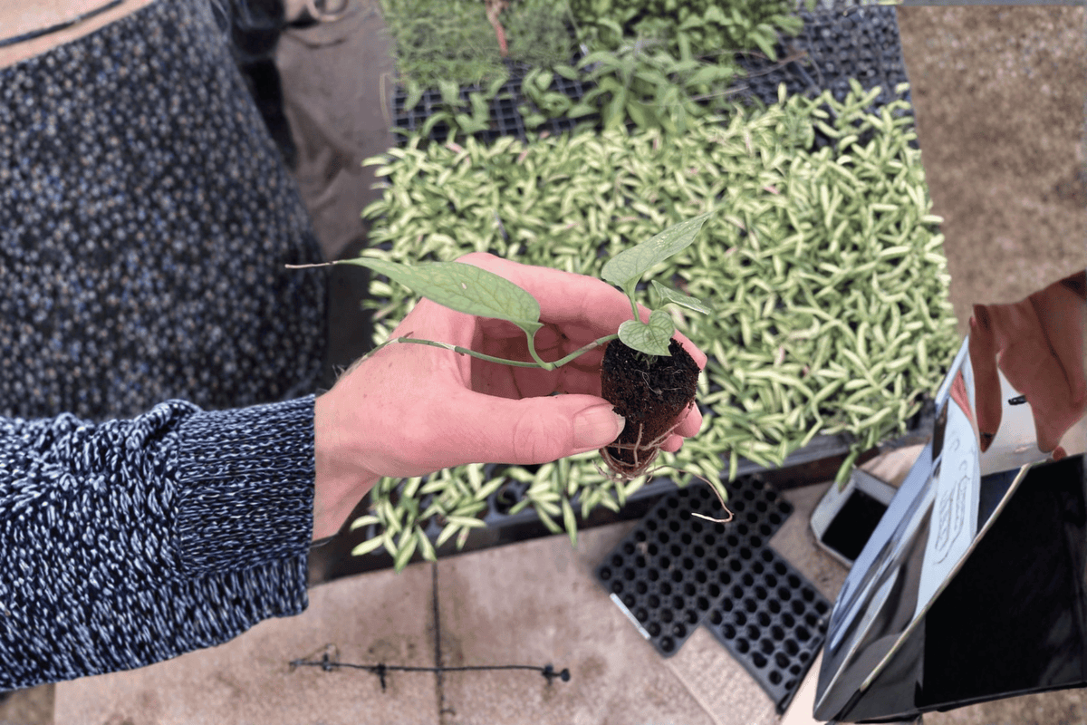 Amydrium medium Starter Plants (2) – Spider Man Monstera | Bare Root