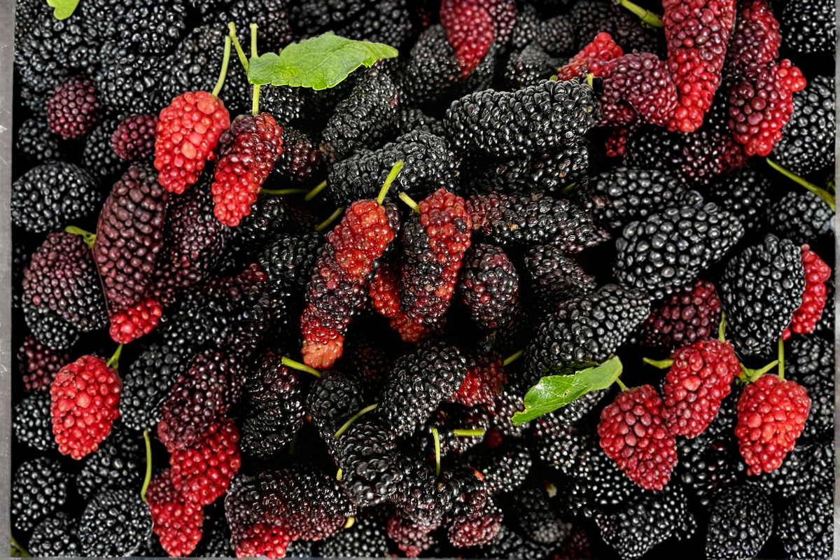 Illinois Everbearing Mulberry Live Plant – Rooted 12" Morus alba × rubra - Starter Plant