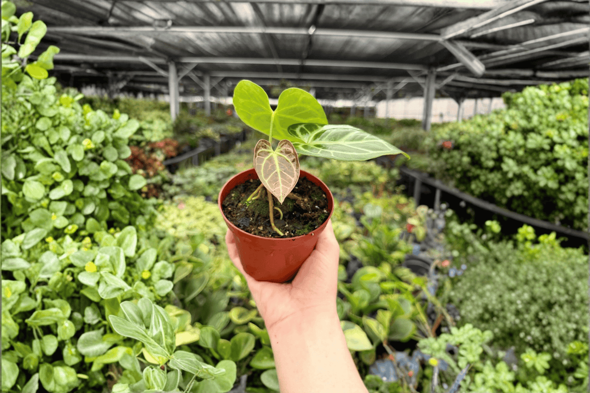 Anthaurium hoffmannii × Hulk Live Plant - 2 Pack in 4-Inch Pots