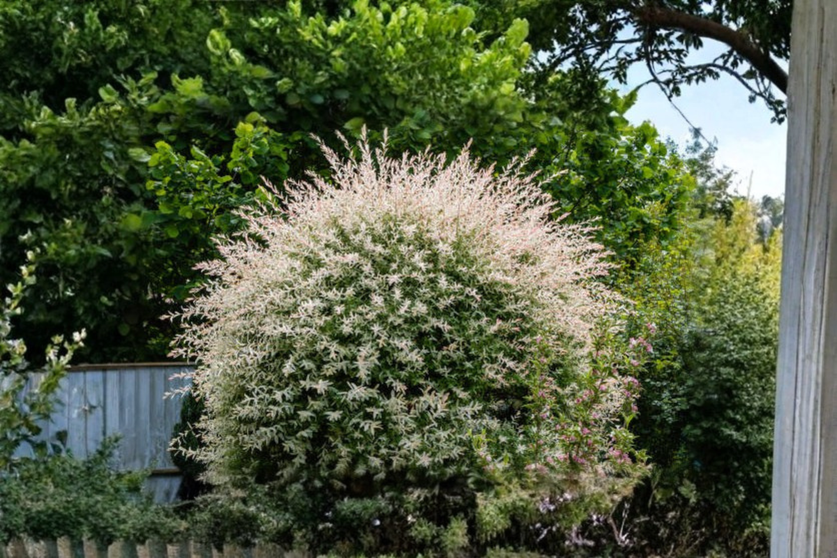 Tricolor Dappled Willow Tree Hakuro Nishiki Live Sapling – Salix integra 1/2 Gal Pot