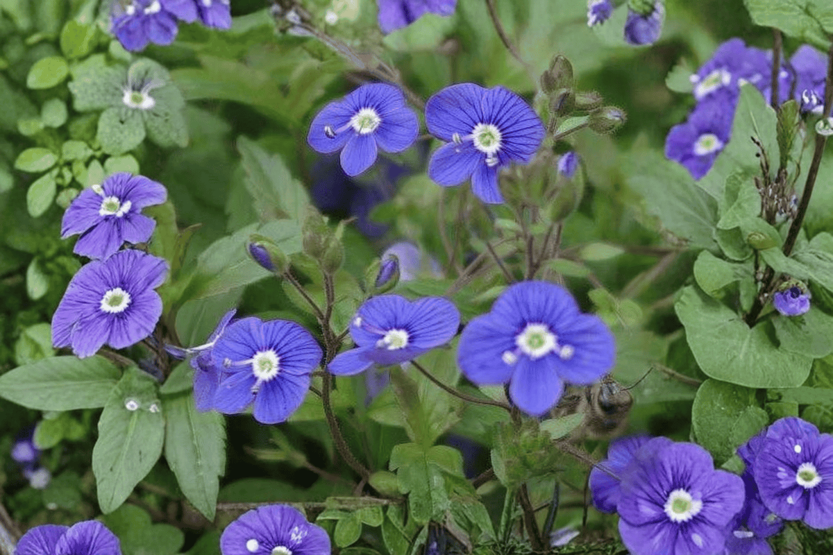 Georgia Blue Speedwell Live Plant – Veronica peduncularis 'Georgia Blue' (4-Inch Pot)