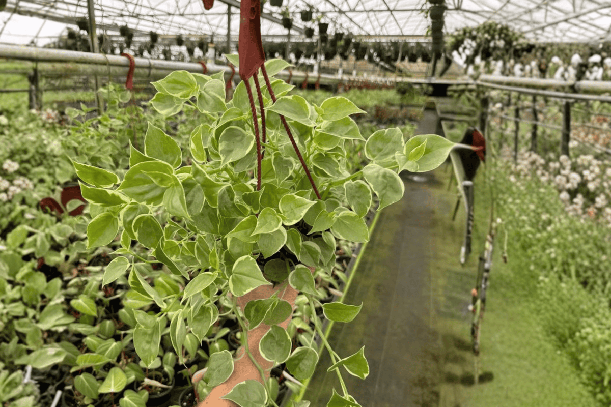 Peperomia Cupid Peperomia scandens - 2 Live Plants in 6-Inch Bare-Root Hanging Basket Size
