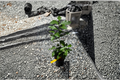 Eureka Lemon Tree grafted - Live Citrus Plant, Container Friendly (Citrus limon)
