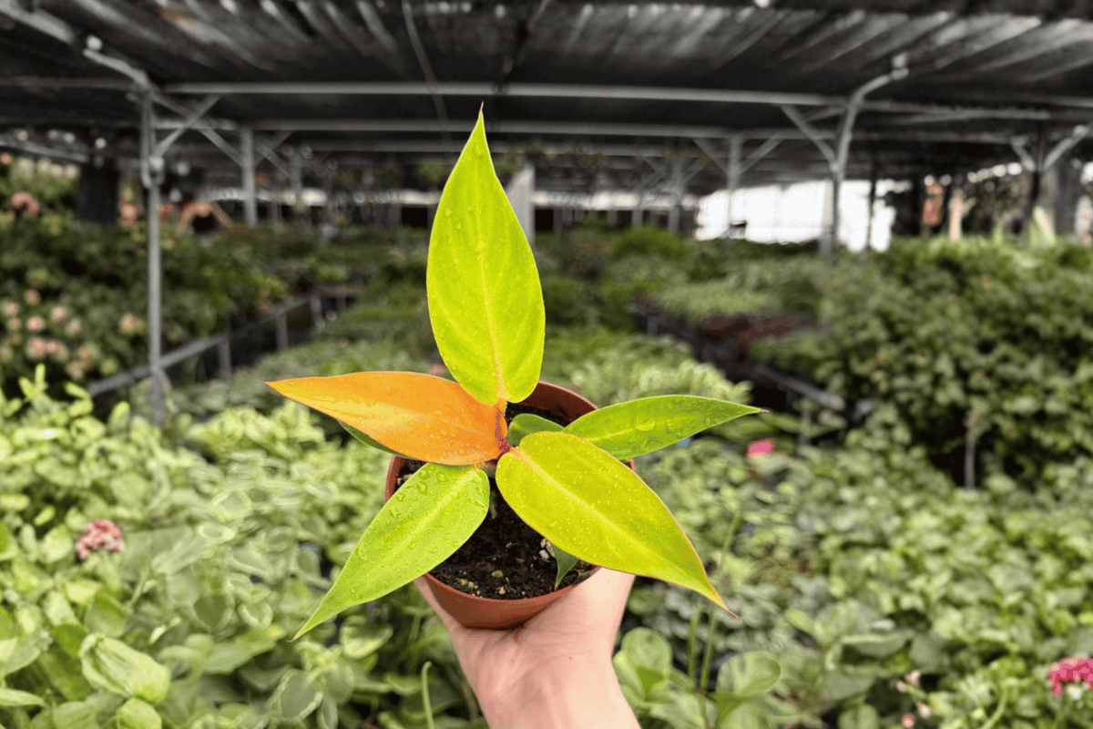 Philodendron Red Sun Live Plants – 2 Plants in 4