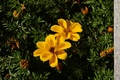 Tweety Beggarticks Bidens ‘Tweety’ – 4-Inch Live Plant (4-Inch Pot)