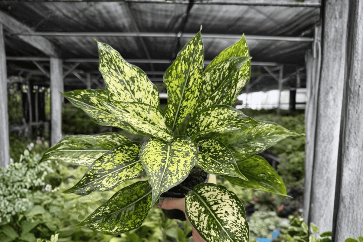 Aglaonema Wintery Winehouse – 2 Exact 4-Inch Pots Live Plants