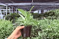 Ficus elastica ‘Tineke’ (2 Live Plants) – 4" Pots - Variegated Rubber Plant
