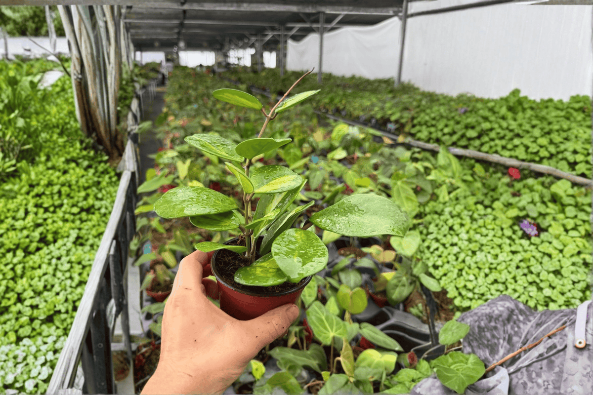 Variegated Hoya Obovata - 2 Bare Root Live Plants in 4-Inch Pots (Exact Plants Pictured)