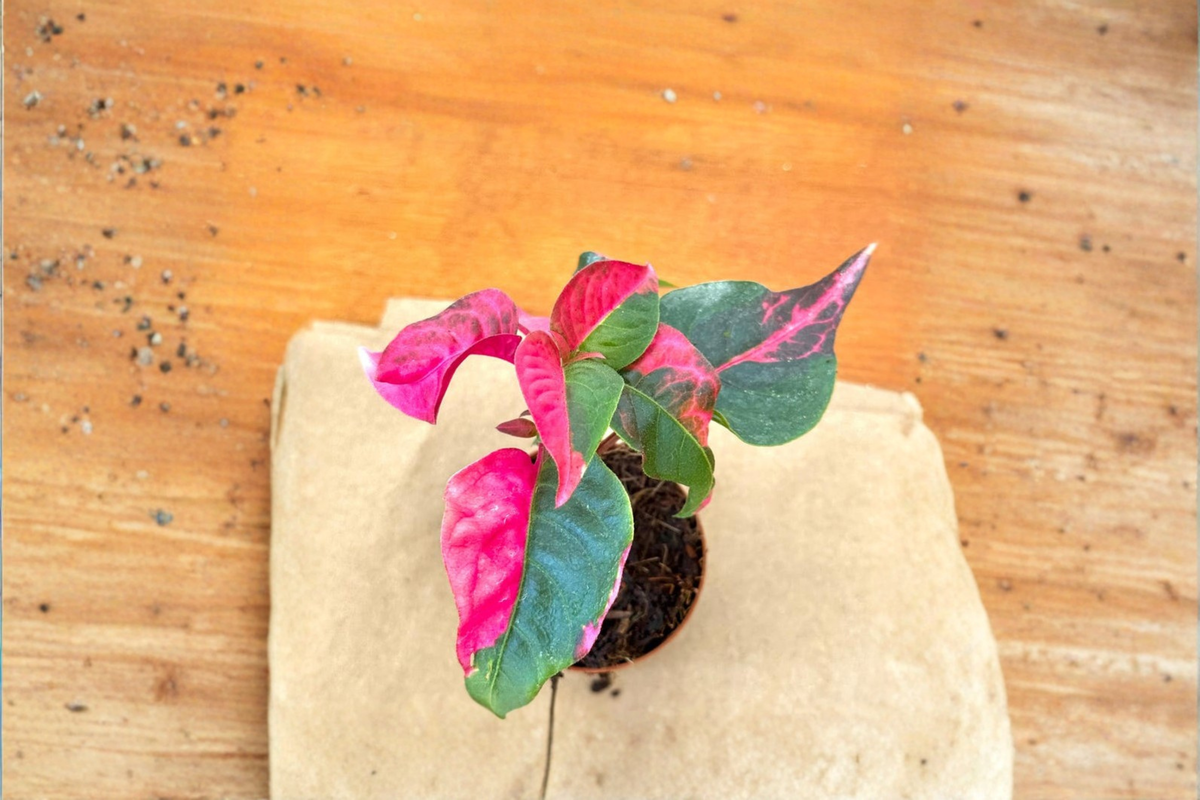 Alternanthera Party Time Live Plant - Pink Variegated 2" Pot Starter Plant