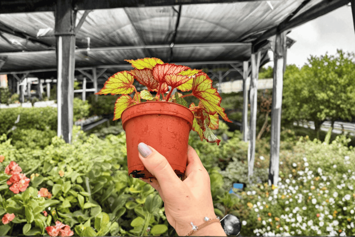 Harmony’s Crimson Oak Begonia - 2 Live 4-Inch Pots (Exact Plants)