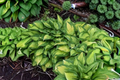 Island Breeze Hosta (3-Inch Pot) Variegated Shade Perennial