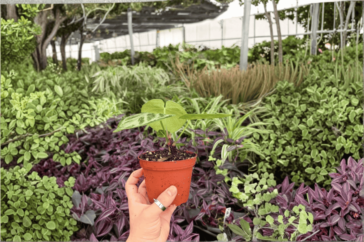 Anthurium Silver x Ferrari 2 Live Plants in 4-Inch Pots