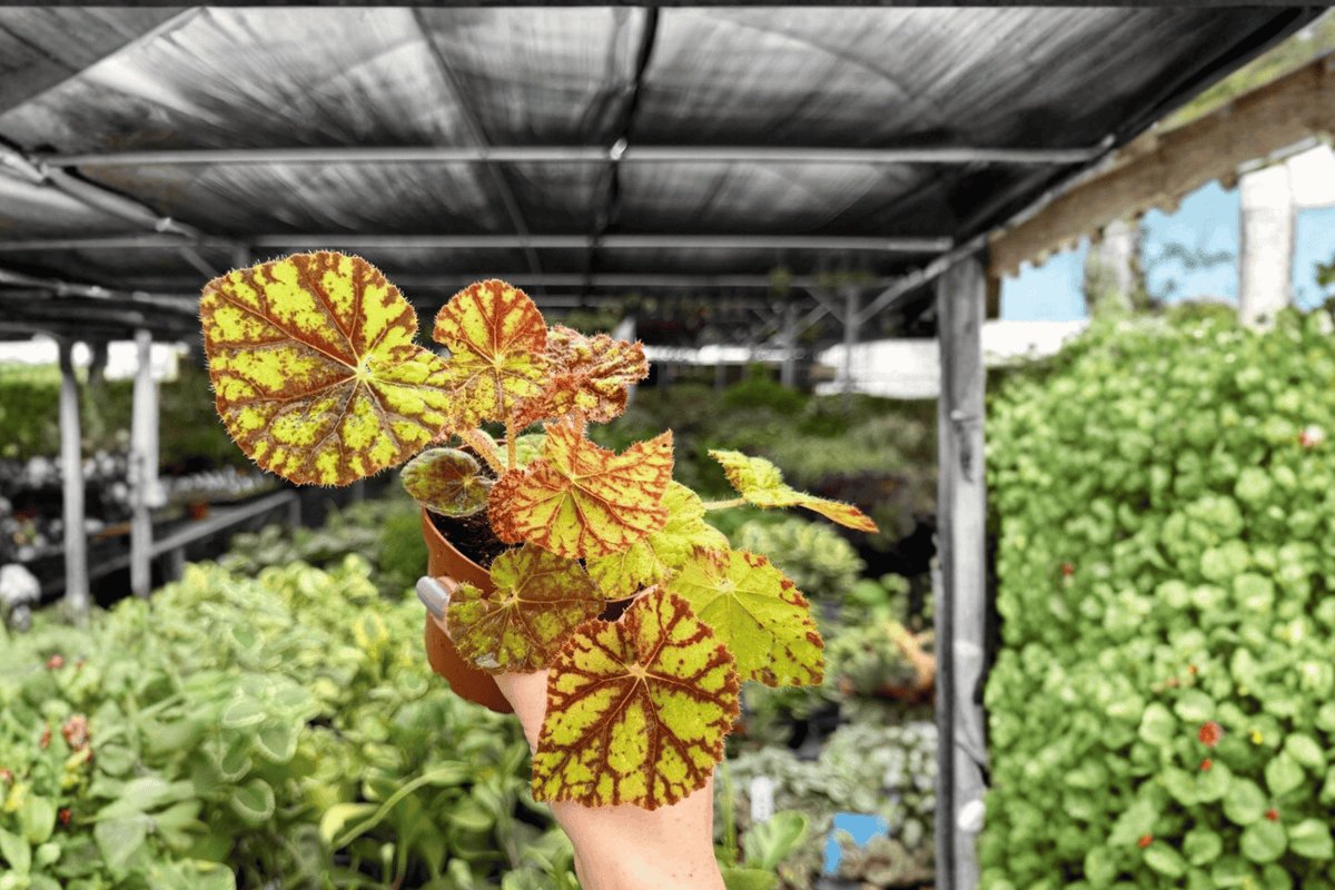 Begonia Cowardly Lion – 2 Exact Live Plants in 4-Inch Pots