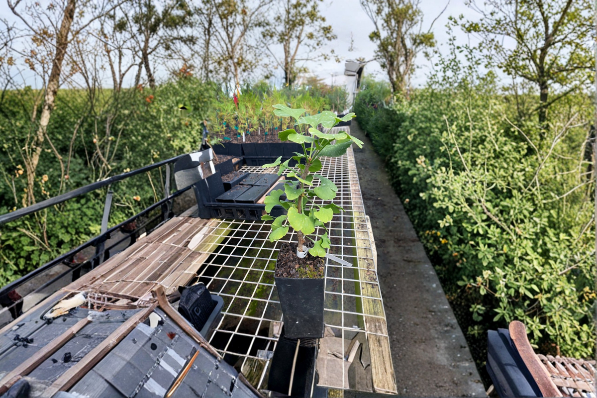 Ginkgo Tree ‘Jehoshaphat’ Live Plant - 6" Grafted Ginkgo biloba