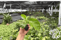 Foxy Lady Hibiscus Live Starter Plants (2) | Hibiscus rosa-sinensis in Soil Pods
