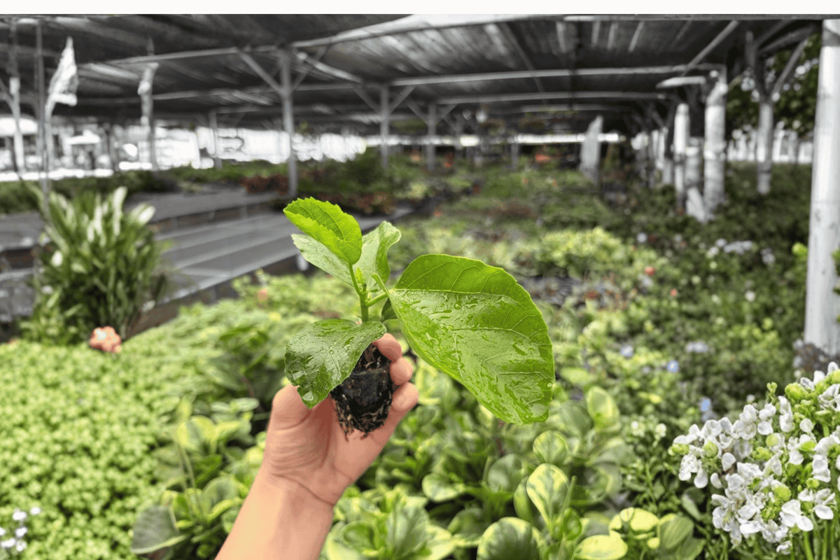 Foxy Lady Hibiscus Live Starter Plants (2) | Hibiscus rosa-sinensis in Soil Pods