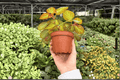 Begonia Manaus 2 Live Plants in 4-Inch Pots – Exact Plants