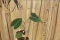 Colocasia Coal Miner Starter Plants – 2 Live Colocasia ‘Coal Miner’
