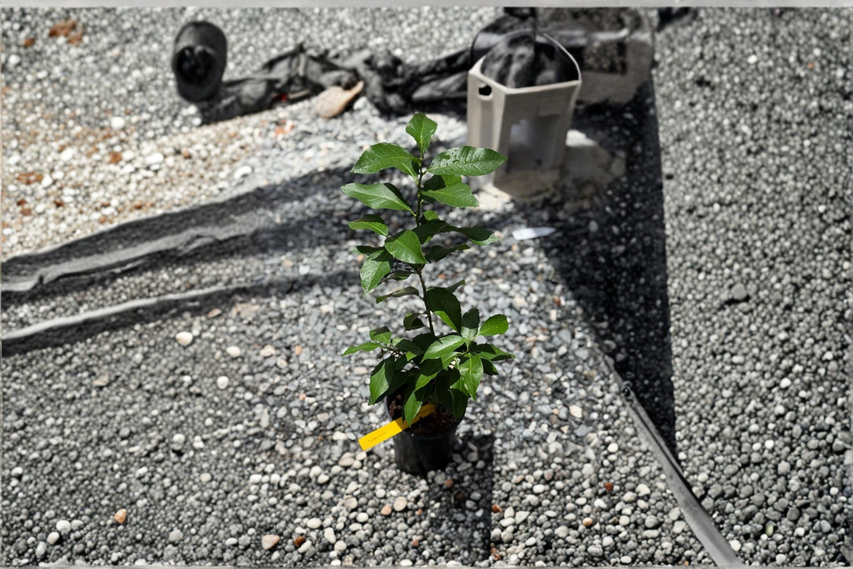 Eureka Lemon Tree - Grafted Live Citrus in Pot | Citrus limon