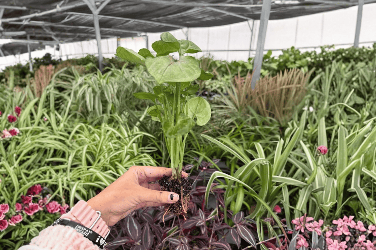 Syngonium Mango Allusion Starter Plants (2) in Plugs | Exact Plants Pictured