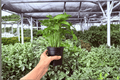 Syngonium Red Yami Live Plants - 4-Inch Pots (2 Exact Plants)