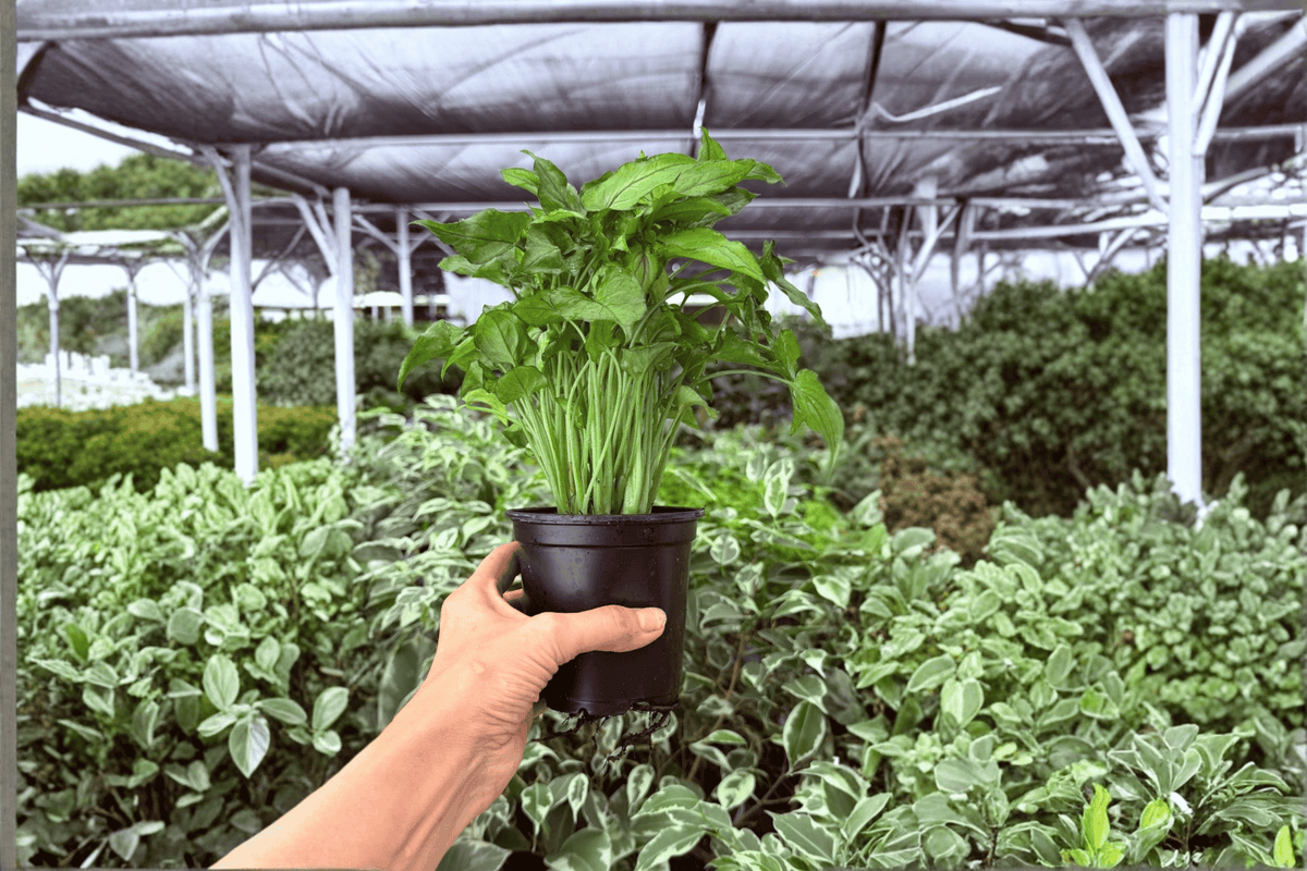 Syngonium Red Yami Live Plants - 4-Inch Pots (2 Exact Plants)