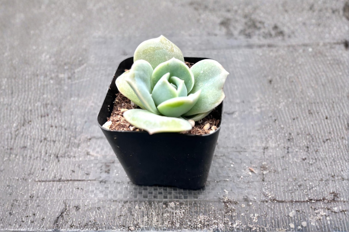 Echeveria Lovely Rose - 2 Inch Pot Live Succulent