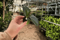 Ficus elastica 'Sophia' - 2 Live Starter Plants (2-inch) Bare Root with Intact Soil Pod