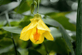 Abutilon Lucky Lantern Yellow Flowering Maple | 4-Inch Pot Live Plant