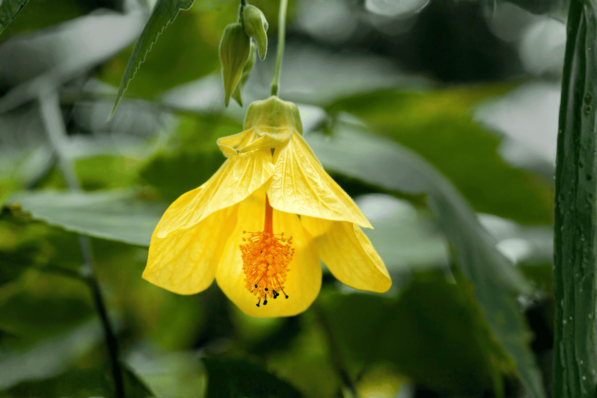 Abutilon Lucky Lantern Yellow Flowering Maple | 4-Inch Pot Live Plant
