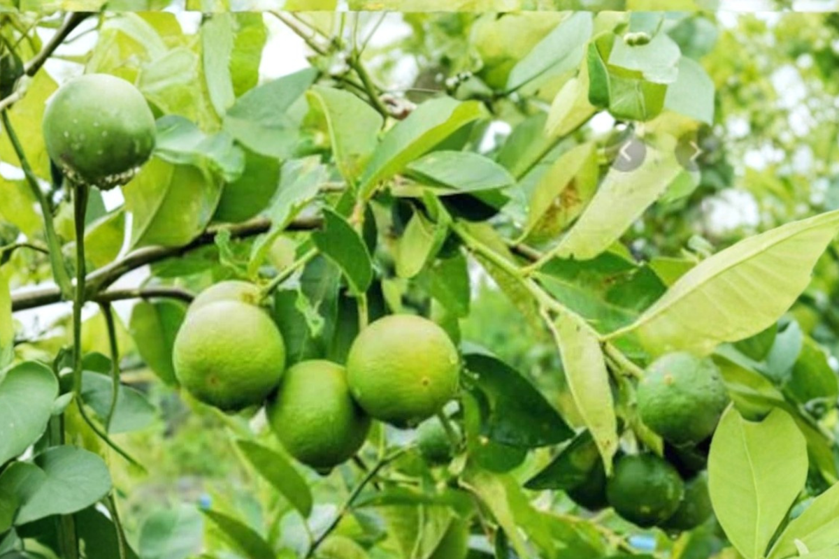 Dwarf Key Lime Seeds Citrus aurantiifolia - 10 Fresh Seeds, Non-GMO